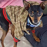 Chevy is registered to the contest to win money with this photo: dog, pet, clothing, jacket, bed, indoor, small_dog, fancy, fabric, pink, black, brown, ears, collar, curious, canine, animal, cute, standing, furniture