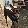 Chevy joined the competition — help win amazing prizes! dog, small_dog, black_dog, blue_collar, alert, standing, floor, indoor, furniture, chair, patterned, container, curious, pet, animal, ears_up, looking, room, domestic, companion