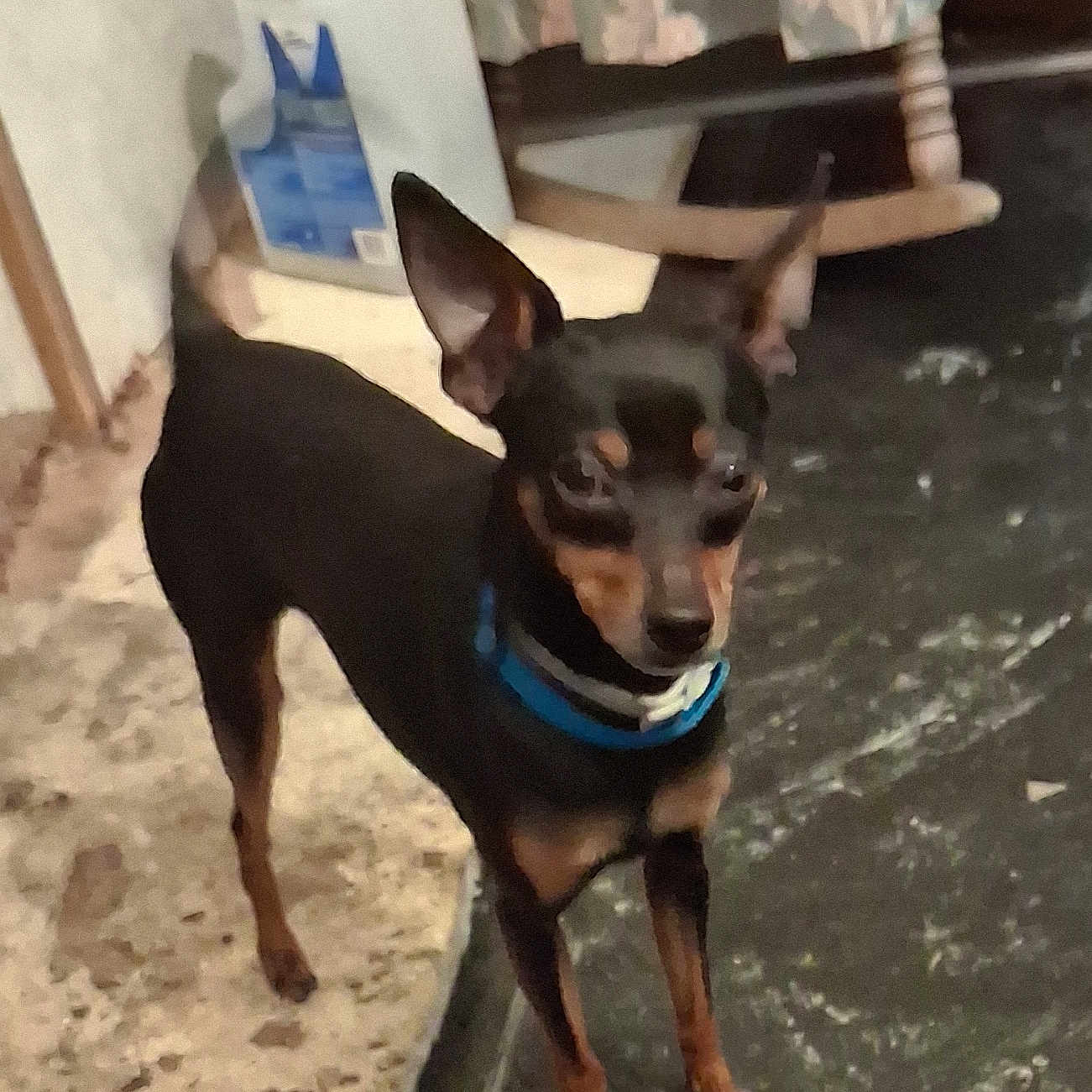 Chevy joined the competition — help win amazing prizes! dog, small_dog, black_dog, blue_collar, alert, standing, floor, indoor, furniture, chair, patterned, container, curious, pet, animal, ears_up, looking, room, domestic, companion