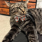 Lucky joined the competition — help win amazing prizes! cat, tabby, bow_tie, indoor, furniture, relaxed, pet, whiskers, fur, close_up, animal, domestic_cat, laid_back, cute, mammal, striped, portrait, household, resting, accessory