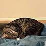 Lucky joined the competition — help win amazing prizes! cat, tabby_cat, sleeping, curled_up, feline, pet, indoor, blanket, blue_blanket, cozy, resting, fur, whiskers, animal, cute, domestic_animal, relaxing, soft_texture, peaceful, nap