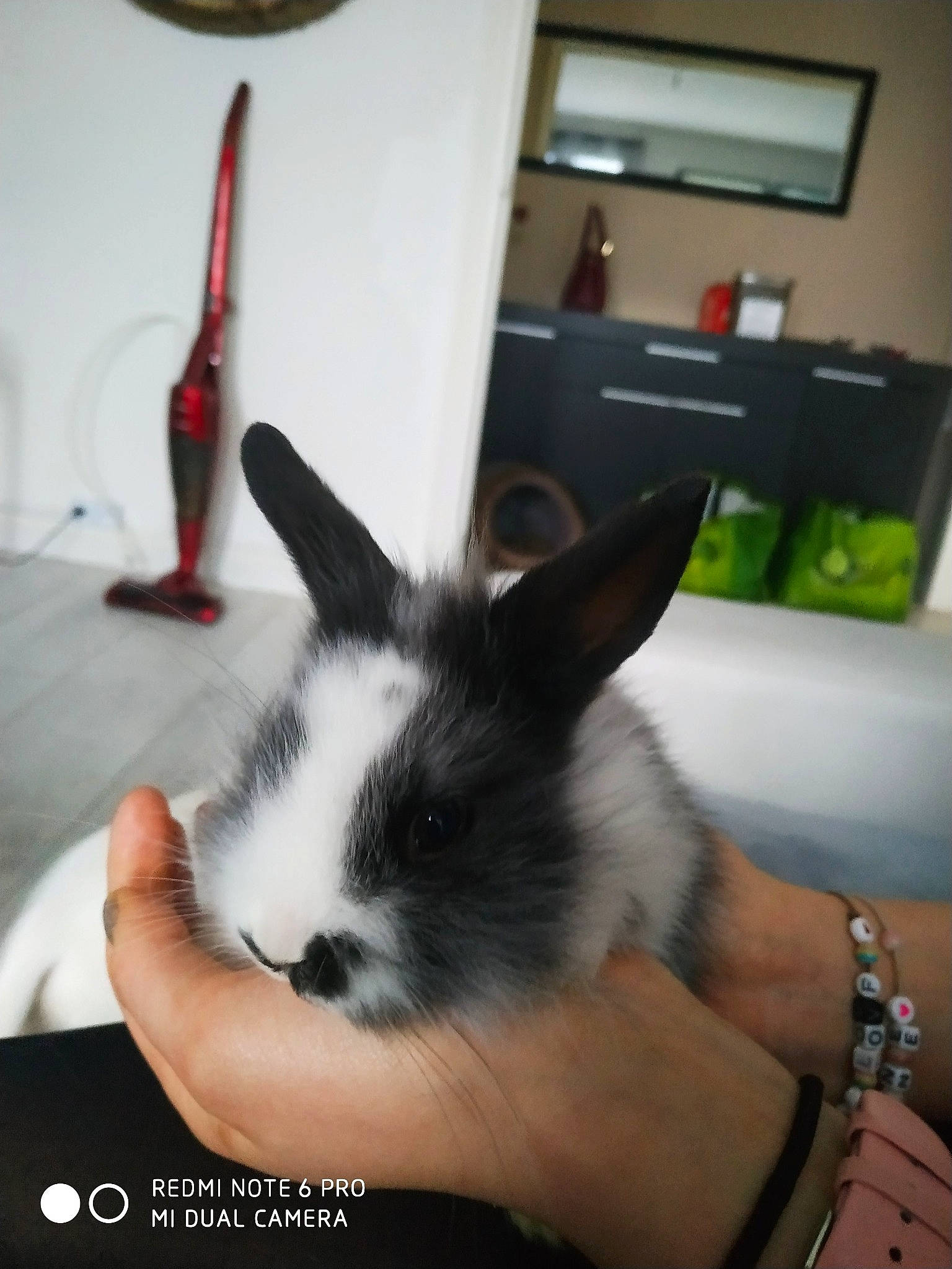 Lapinou a rejoint le concours — aidez-le/la à gagner de superbes lots ! domestic_rabbit, ear, rabbit, rabbits_and_hares, whiskers