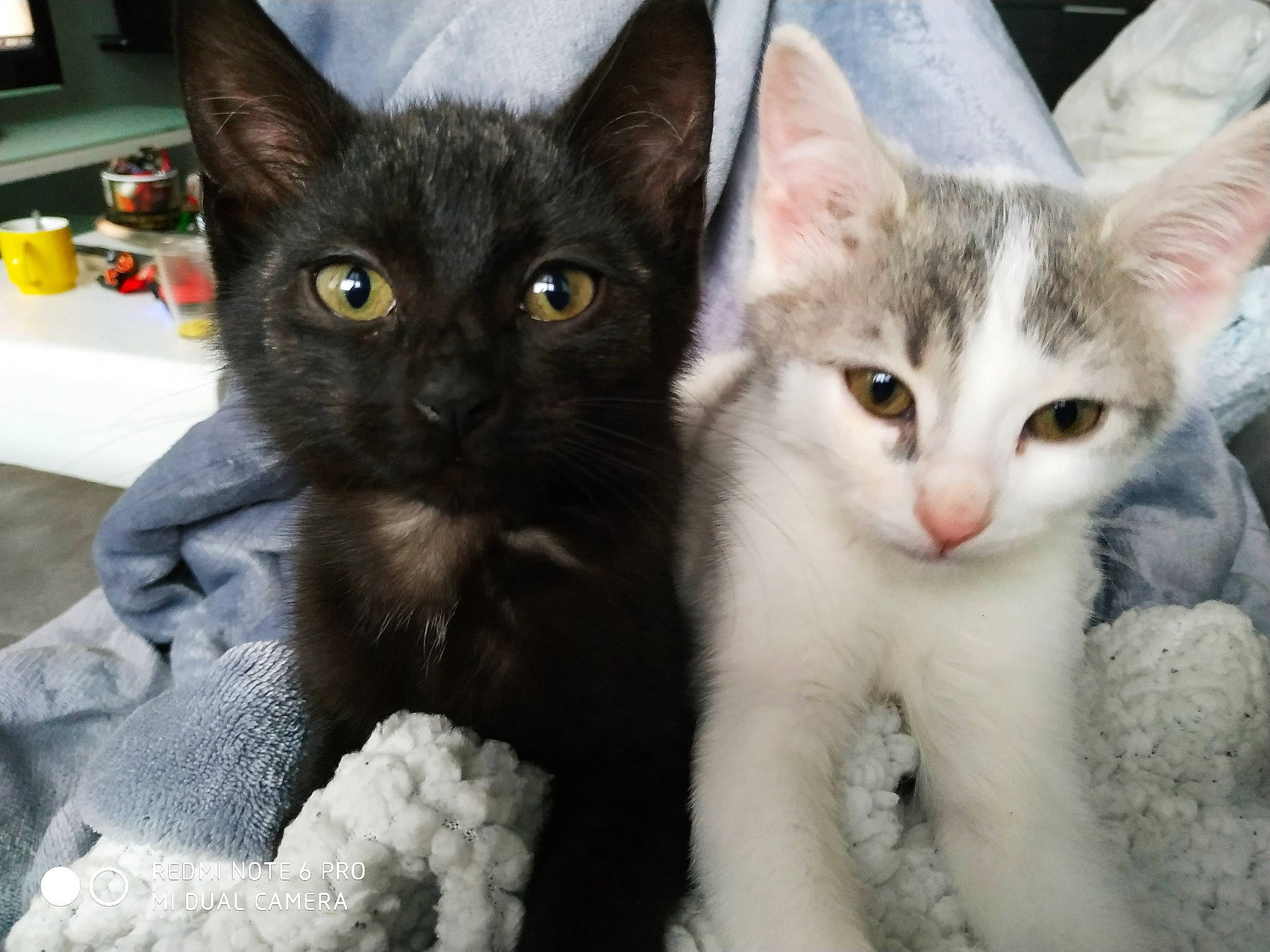 Roquette Et Batman a rejoint le concours — aidez-le/la à gagner de superbes lots ! aegean_cat, american_wirehair, asian, carnivore, cat, domestic_short_haired_cat, european_shorthair, felidae, german_rex, javanese, kitten, mammal, ojos_azules, oriental_longhair, polydactyl_cat, small_to_medium_sized_cats, snout, turkish_angora, vertebrate, whiskers