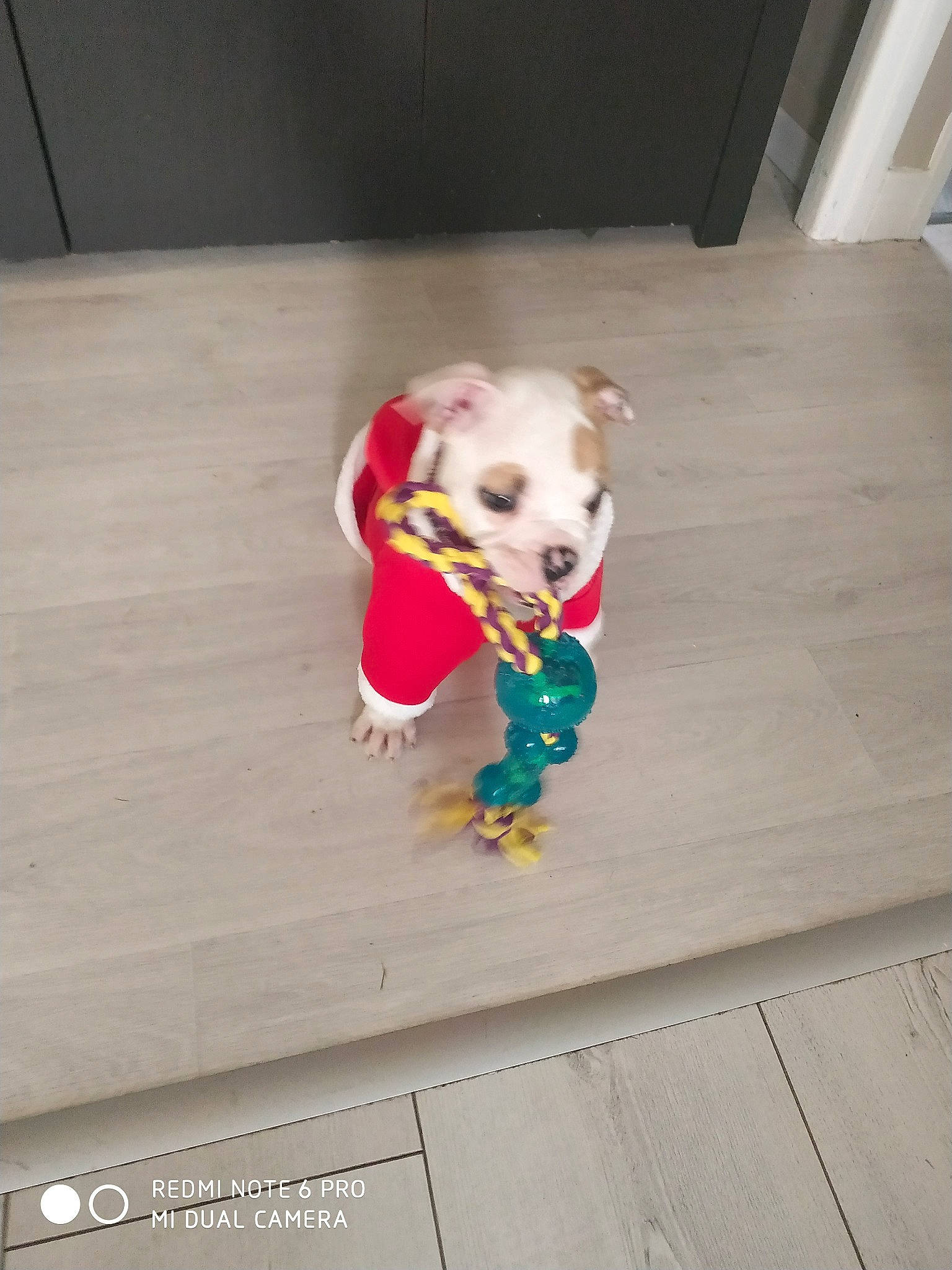 Pastuk participe au concours pour gagner de l'argent avec cette photo : canidae, carnivore, chihuahua, companion_dog, dog, dog_breed, dog_clothes, fawn, floor, flooring, non_sporting_group, puppy, sporting_group, toy_dog