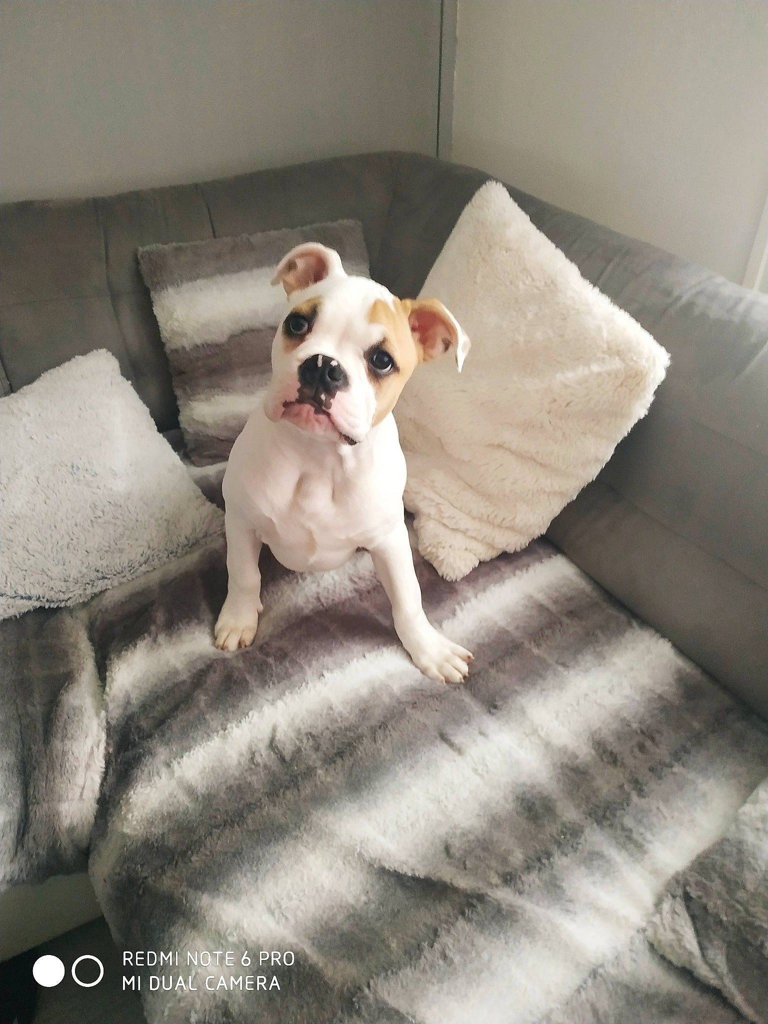 Pastuk participe au concours pour gagner de l'argent avec cette photo : american_bulldog, australian_bulldog, bulldog, canidae, carnivore, companion_dog, dog, dog_breed, dorset_olde_tyme_bulldogge, fawn, french_bulldog, mammal, non_sporting_group, puppy, puppy_love, snout, tail, toy_bulldog, valley_bulldog, white_english_bulldog