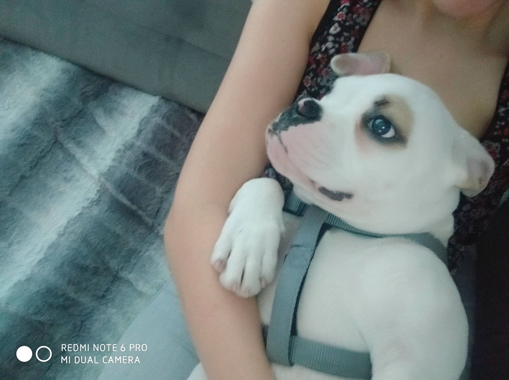 Pastuk a rejoint le concours — aidez-le/la à gagner de superbes lots ! canidae, carnivore, companion_dog, dog, dog_breed, ear, french_bulldog, non_sporting_group, nose, puppy, puppy_love, rare_breed_dog, skin