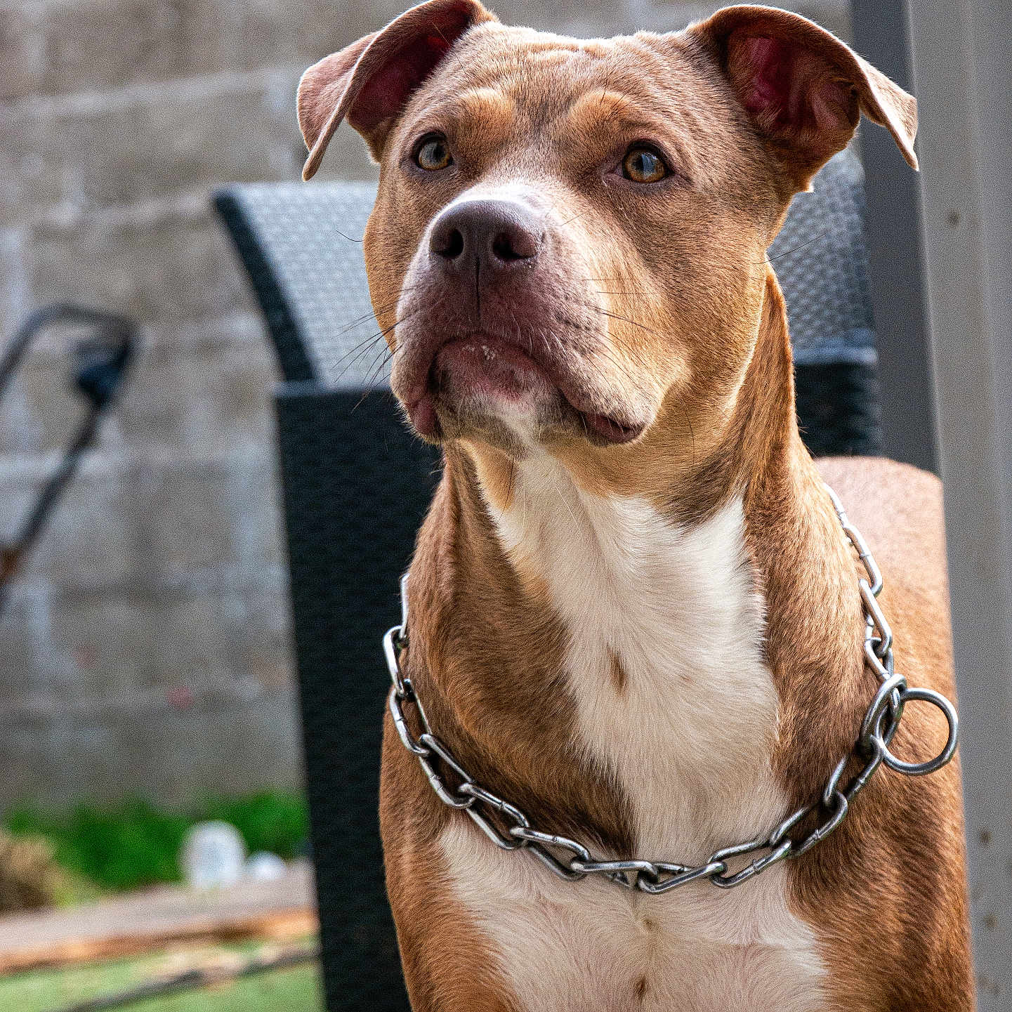 Athena participe au concours pour gagner de l'argent avec cette photo : alert, animal_portrait, backyard, brown_dog, canine, chain_collar, close_up, companion, dog, domestic_animal, ears_up, fence, focused, grass, mammal, outdoor, patio_chair, pet, standing, white_chest