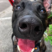 Bane is registered to the contest to win money with this photo: dog, black_dog, close_up, nose, tongue, teeth, happy, pet, animal, canine, outdoor, blurred_background, excited, playful, leash, snout, fur, mouth, ears, walking