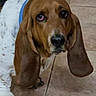 dog, basset_hound, pet, animal, ears, floor, tile, brown, white, blue_collar, canine, looking_up, closeup, indoor, mammal, paw, fur, face, expression, domestic