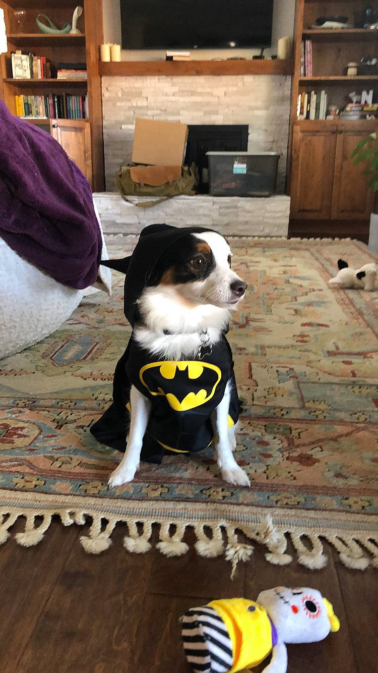 Milo joined the competition — help win amazing prizes! canidae, carnivore, companion_dog, dog, dog_breed, entlebucher_mountain_dog, floor, mammal, puppy, sporting_group