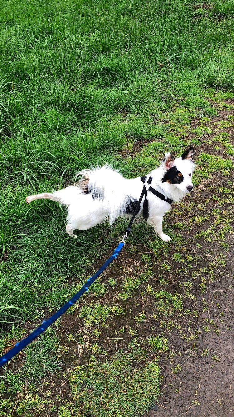 Milo joined the competition — help win amazing prizes! canidae, carnivore, companion_dog, dog, dog_breed, grass, leash, mammal, sporting_group, tail, terrier