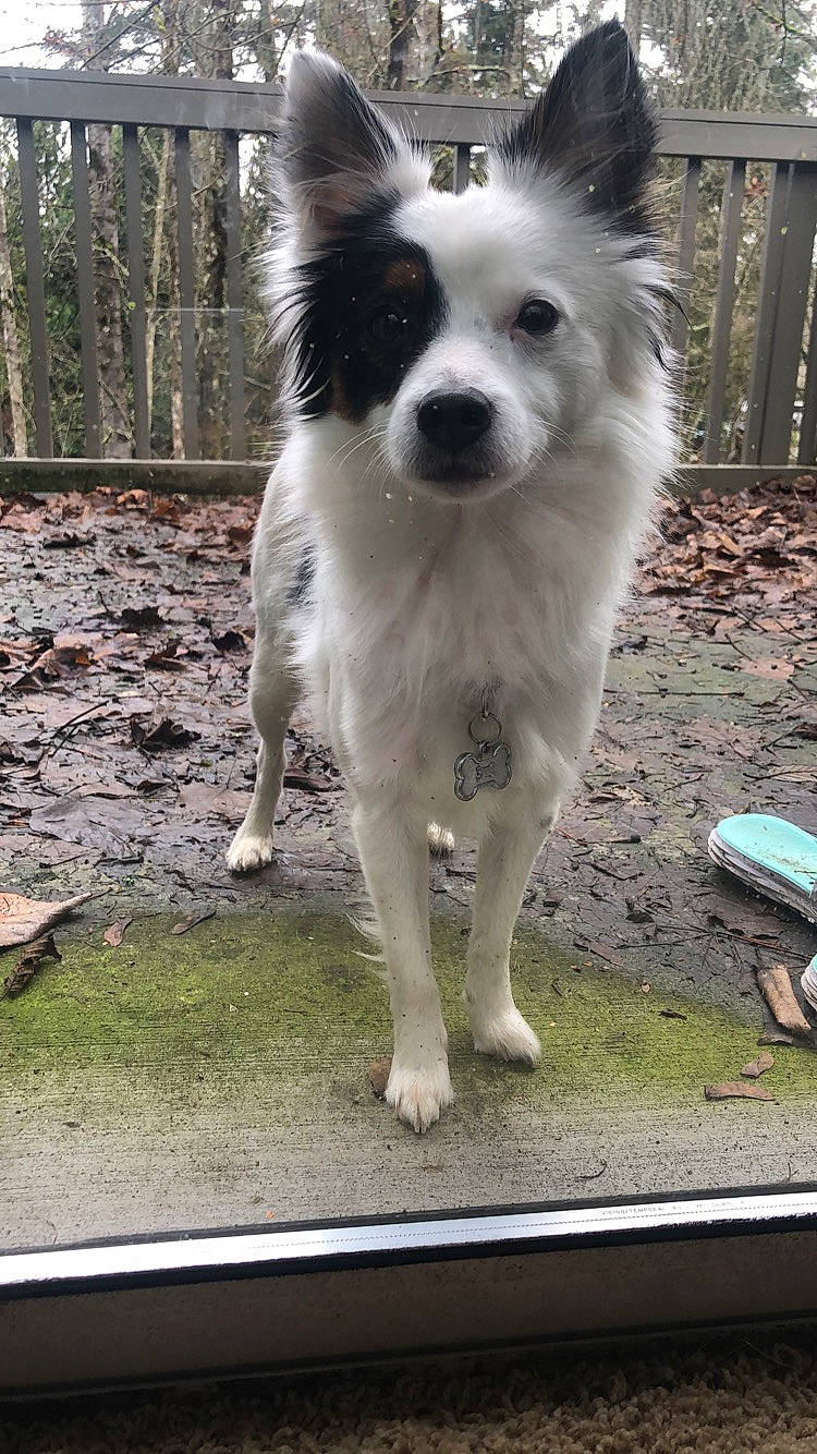 Milo is registered to the contest to win money with this photo: australian_collie, border_collie, canidae, carnivore, companion_dog, dog, dog_breed, elo, herding_dog, icelandic_sheepdog, mammal, papillon, rare_breed_dog, sporting_group, thai_bangkaew_dog, vertebrate