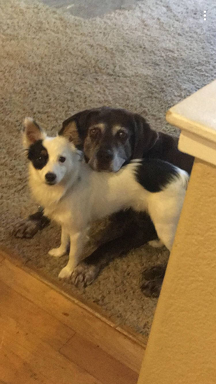 Milo joined the competition — help win amazing prizes! border_collie, canidae, cardigan_welsh_corgi, carnivore, companion_dog, dog, dog_breed, mammal, puppy, rare_breed_dog, small_greek_domestic_dog, sporting_group, vertebrate