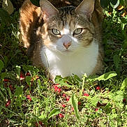 Maya participe au concours pour gagner de l'argent avec cette photo : cat, animal, pet, outdoor, nature, greenery, berries, sunlight, grass, leaves, feline, relaxed, closeup, wildlife, garden, mammal, cute, portrait, daylight, resting