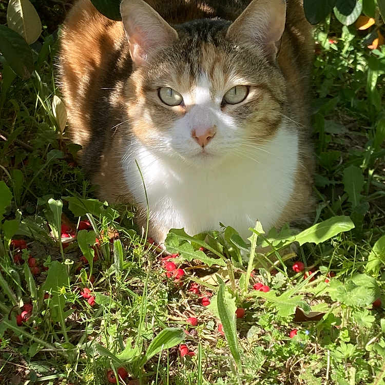 Maya
