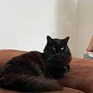 Luna a rejoint le concours — aidez-le/la à gagner de superbes lots ! cat, black_cat, feline, pet, indoor, couch, brown_couch, fur, fluffy, relaxed, animal, whiskers, ears, tail, resting, domestic_animal, house, wall, cozy, portrait