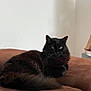 cat, black_cat, feline, pet, indoor, couch, brown_couch, fur, fluffy, relaxed, animal, whiskers, ears, tail, resting, domestic_animal, house, wall, cozy, portrait