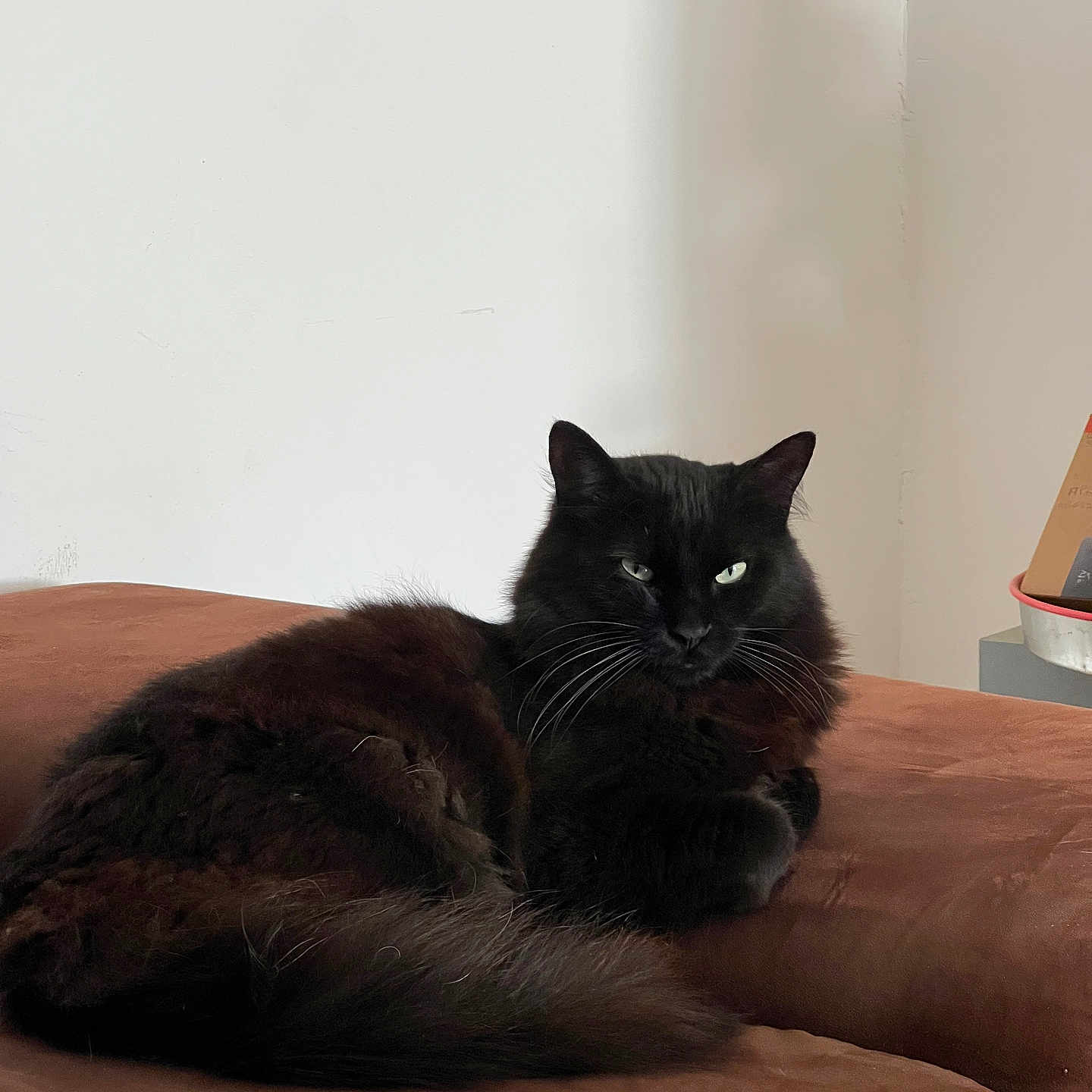 Luna a rejoint le concours — aidez-le/la à gagner de superbes lots ! animal, black_cat, brown_couch, cat, couch, cozy, domestic_animal, ears, feline, fluffy, fur, house, indoor, pet, portrait, relaxed, resting, tail, wall, whiskers