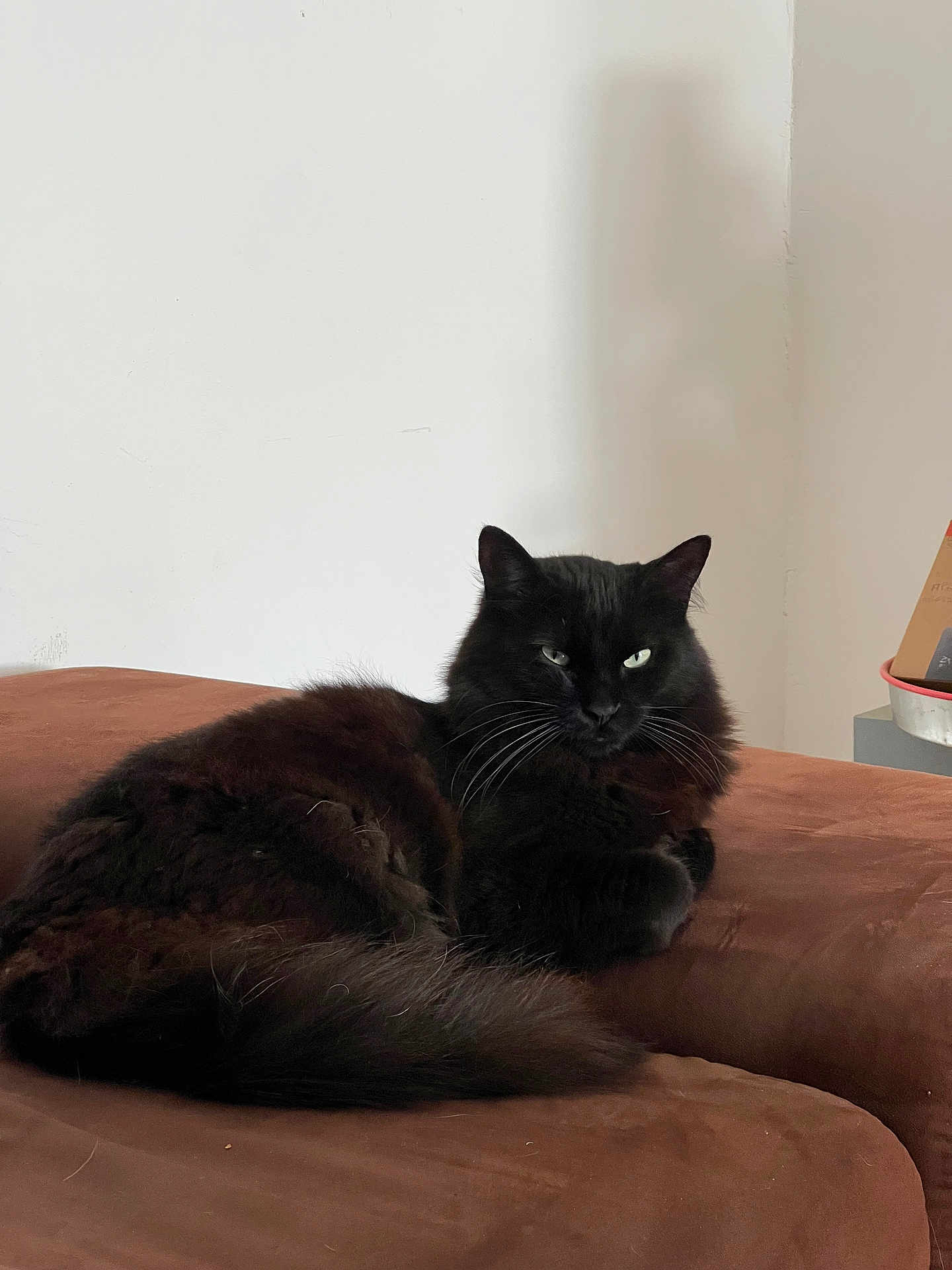 Luna a rejoint le concours — aidez-le/la à gagner de superbes lots ! cat, black_cat, feline, pet, indoor, couch, brown_couch, fur, fluffy, relaxed, animal, whiskers, ears, tail, resting, domestic_animal, house, wall, cozy, portrait
