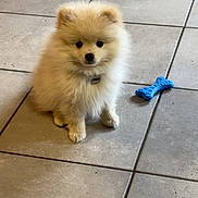 Astone participe au concours pour gagner de l'argent avec cette photo : dog, puppy, small_dog, fluffy, white_fur, pomeranian, pet, toy, rubber_bone, tile_floor, indoor, collar, name_tag, sitting, looking_at_camera, black_eyes, portrait, cute, fuzzy, household