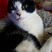 Sunny a rejoint le concours — aidez-le/la à gagner de superbes lots ! cat, black_and_white, fluffy_blanket, orange_cushion, stuffed_toy, indoor, pet, animal, fur, whiskers, ears, eyes, mouth, relaxed, seated, closeup, domestic, feline, curious, cozy