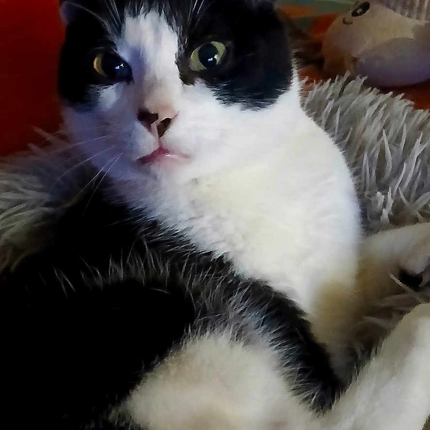 Sunny a rejoint le concours — aidez-le/la à gagner de superbes lots ! cat, black_and_white, fluffy_blanket, orange_cushion, stuffed_toy, indoor, pet, animal, fur, whiskers, ears, eyes, mouth, relaxed, seated, closeup, domestic, feline, curious, cozy