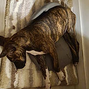 Thalia a rejoint le concours — aidez-le/la à gagner de superbes lots ! dog, brindle, indoor, rug, pet, sleeping, floor, cozy, bed, water_bottle, wooden_furniture, relaxation, brown, white_paws, striped_rug, calm, resting, animal, domestic, quiet