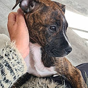 Thalia participe au concours pour gagner de l'argent avec cette photo : animal, brindle, calm, close_up, companion, cute, dog, domestic, floor_tiles, furniture_leg, furry_sweater, hand, human_hand, indoors, pet, petting, puppy, sitting, white_chest, young_dog