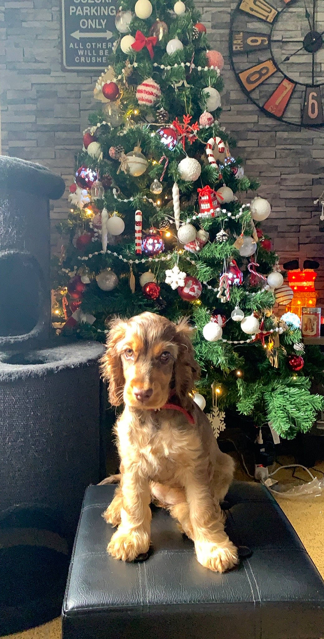 Perle participe au concours pour gagner de l'argent avec cette photo : american_cocker_spaniel, canidae, carnivore, christmas, christmas_decoration, christmas_eve, christmas_ornament, christmas_tree, cockapoo, cocker_spaniel, companion_dog, dog, dog_breed, english_cocker_spaniel, mammal, plant, spaniel, sporting_group, tree