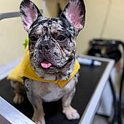 Kilo joined the competition — help win amazing prizes! dog, french_bulldog, brindle, pet, animal, yellow_sweater, tongue_out, grooming_table, indoor, cute, small_dog, ears_up, close_up, playful, domestic_animal, companion, fur, portrait, looking_at_camera, adorable