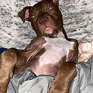 Bentley joined the competition — help win amazing prizes! dog, brown_dog, white_chest, lying_down, blanket, cozy, pet, indoor, fur, paw, relaxed, canine, ears, cute, animal, portrait, bed, comfort, sleepy, snuggled