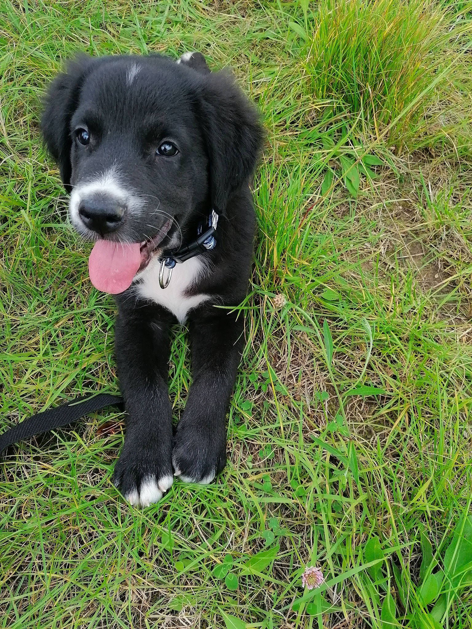 Sparco a rejoint le concours — aidez-le/la à gagner de superbes lots ! borador, carnivore, companion_dog, dog, dog_breed, fur, grass, grassland, groundcover, gun_dog, hierochloe, hunting_dog, plant, retriever, sedge_family, sporting_group, tail, terrestrial_animal, whiskers, working_animal