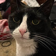 Mittens joined the competition — help win amazing prizes! cat, tuxedo_cat, black_and_white, pet, animal, portrait, close_up, face, eyes, whiskers, pink_nose, fur, indoors, home, blankets, laundry, cozy, staring, alert, photography