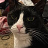 alert, animal, black_and_white, blankets, cat, close_up, cozy, eyes, face, fur, home, indoors, laundry, pet, photography, pink_nose, portrait, staring, tuxedo_cat, whiskers