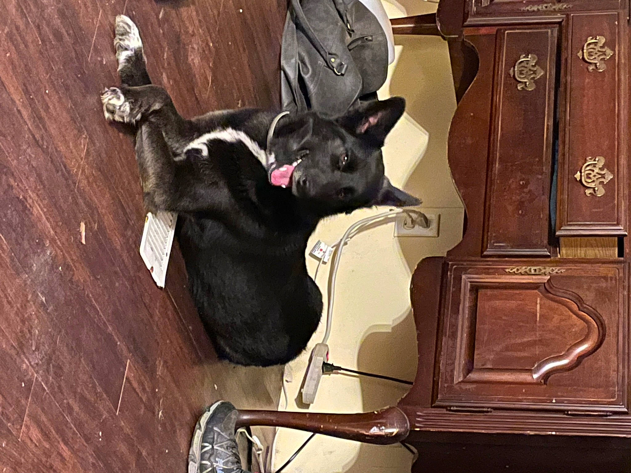 Lucy joined the competition — help win amazing prizes! art, brown, canidae, carnivore, dog, dog_breed, door, fawn, felidae, guard_dog, metal, room, sculpture, small_to_medium_sized_cats, snout, sporting_group, tail, visual_arts, wood, working_animal