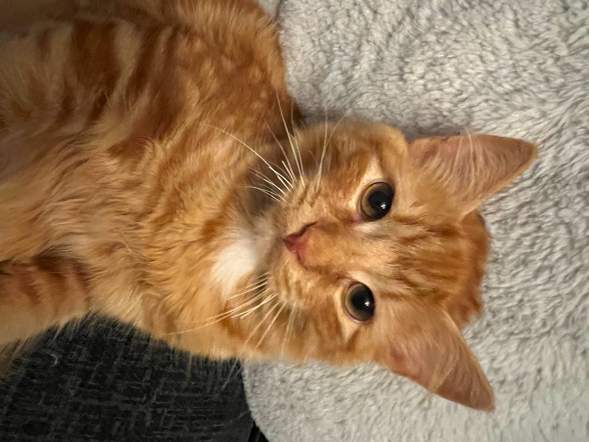 Ginger joined the competition — help win amazing prizes! carnivore, cat, claw, domestic_short_haired_cat, ear, fawn, felidae, fur, liver, paw, small_to_medium_sized_cats, tail, whiskers, wood