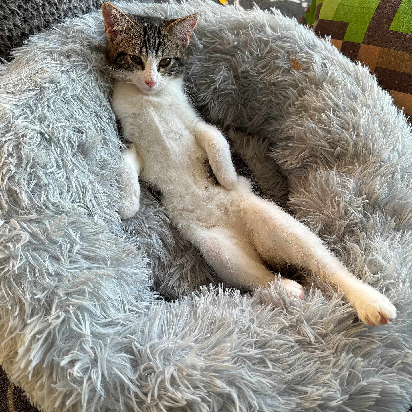 Muffin joined the competition — help win amazing prizes! abyssinian, animal, armchair, blanket, canine, cat, chair, clothing, couch, cushion, dog, furniture, homedecor, indoors, kitten, manx, person, pet, siamese, sleeping