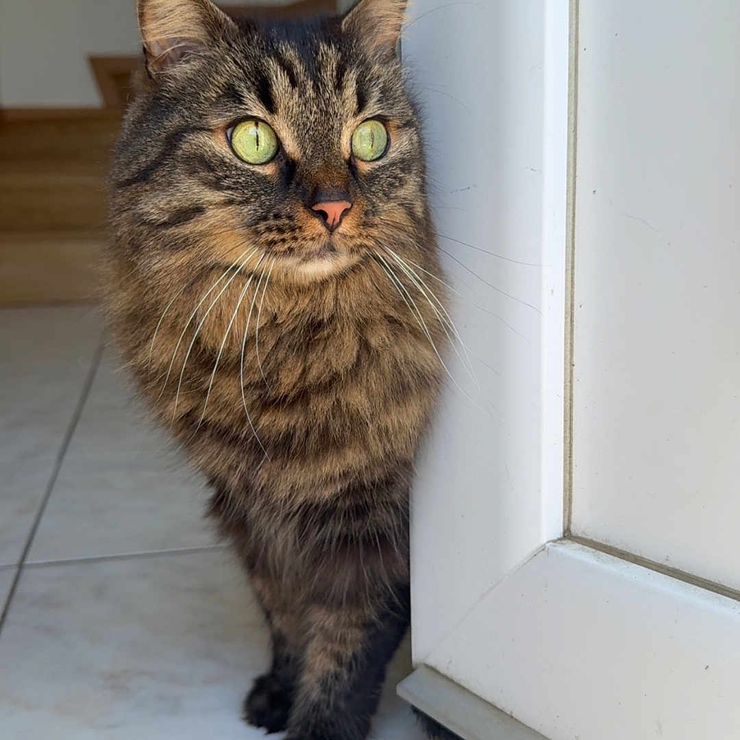 Pika participe au concours pour gagner de l'argent avec cette photo : cat, tabby_cat, green_eyes, curious, indoor, door, peeking, fluffy_fur, pet, animal, floor, tile, stairs, whiskers, cute, feline, house, domestic, close_up, looking
