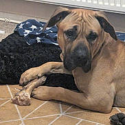 Bongo joined the competition — help win amazing prizes! dog, bone, carpet, indoor, paws, blanket, radiator, cushion, animal, pet, brown_dog, floor, resting, chewed_bone, fur, domestic_animal, relaxing, snout, ears, closeup