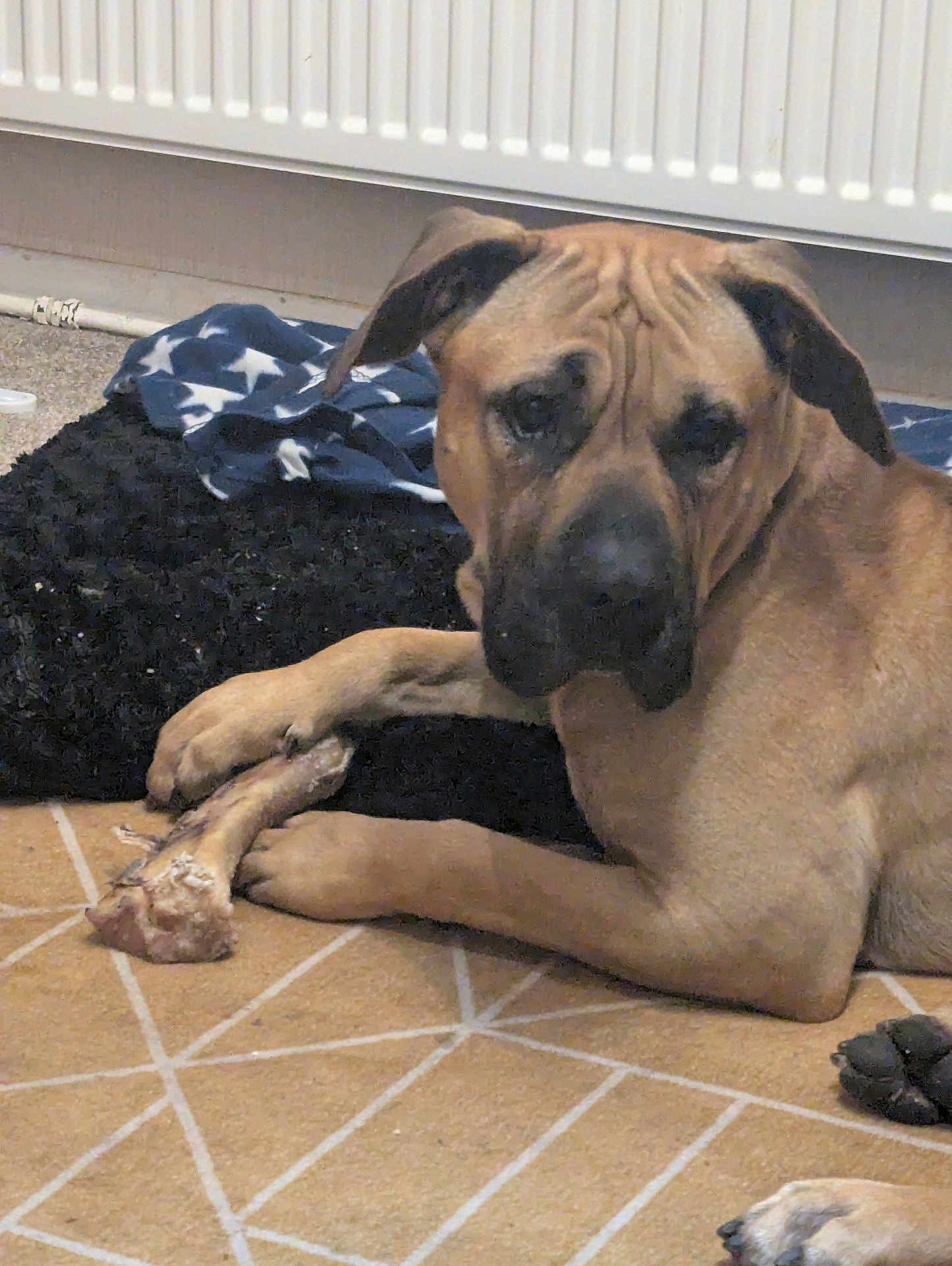 Bongo joined the competition — help win amazing prizes! dog, bone, carpet, indoor, paws, blanket, radiator, cushion, animal, pet, brown_dog, floor, resting, chewed_bone, fur, domestic_animal, relaxing, snout, ears, closeup