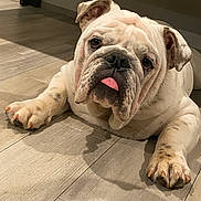 Winston joined the competition — help win amazing prizes! bulldog, dog, pet, animal, tongue_out, indoor, floor, wooden_floor, laying_down, cute, mammal, domestic_animal, paw, face, ears, fur, whiskers, closeup, portrait, companion