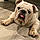 Winston