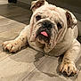 bulldog, dog, pet, animal, tongue_out, indoor, floor, wooden_floor, laying_down, cute, mammal, domestic_animal, paw, face, ears, fur, whiskers, closeup, portrait, companion
