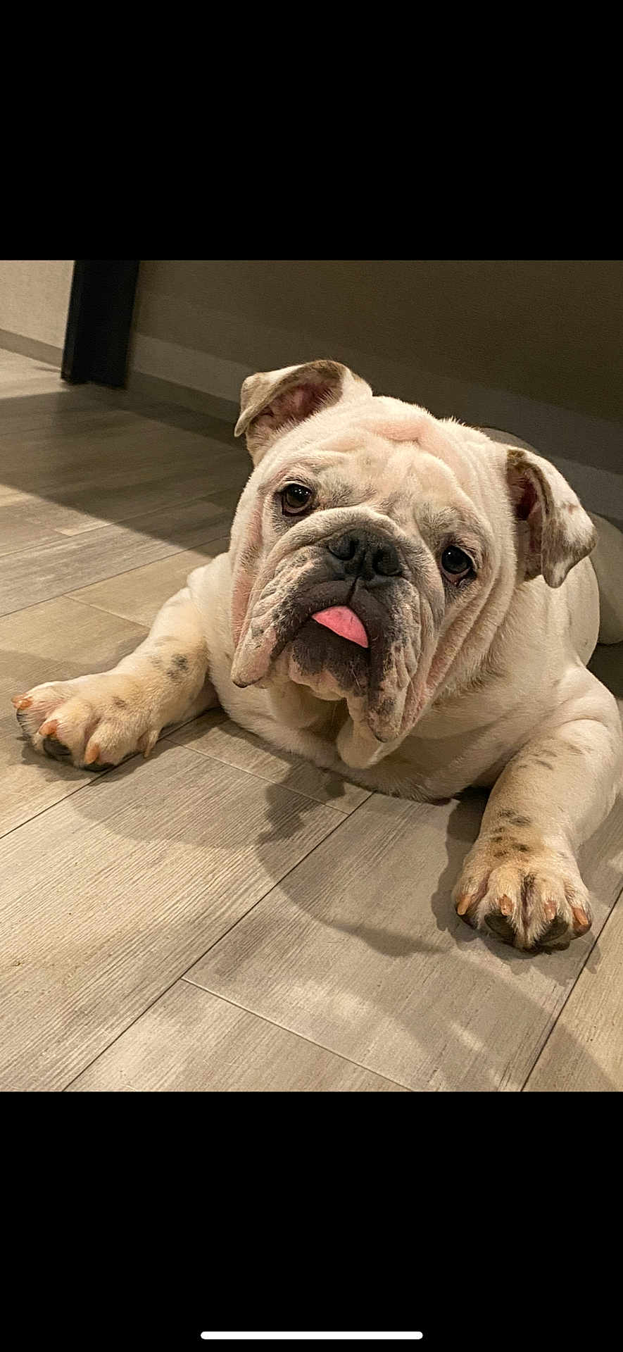 Winston joined the competition — help win amazing prizes! bulldog, dog, pet, animal, tongue_out, indoor, floor, wooden_floor, laying_down, cute, mammal, domestic_animal, paw, face, ears, fur, whiskers, closeup, portrait, companion