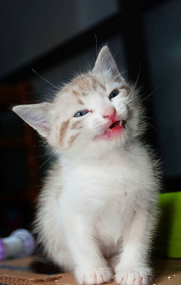 Petit Frère a rejoint le concours — aidez-le/la à gagner de superbes lots ! carnivore, cat, claw, domestic_short_haired_cat, felidae, fur, paw, small_to_medium_sized_cats, snout, tail, whiskers, window