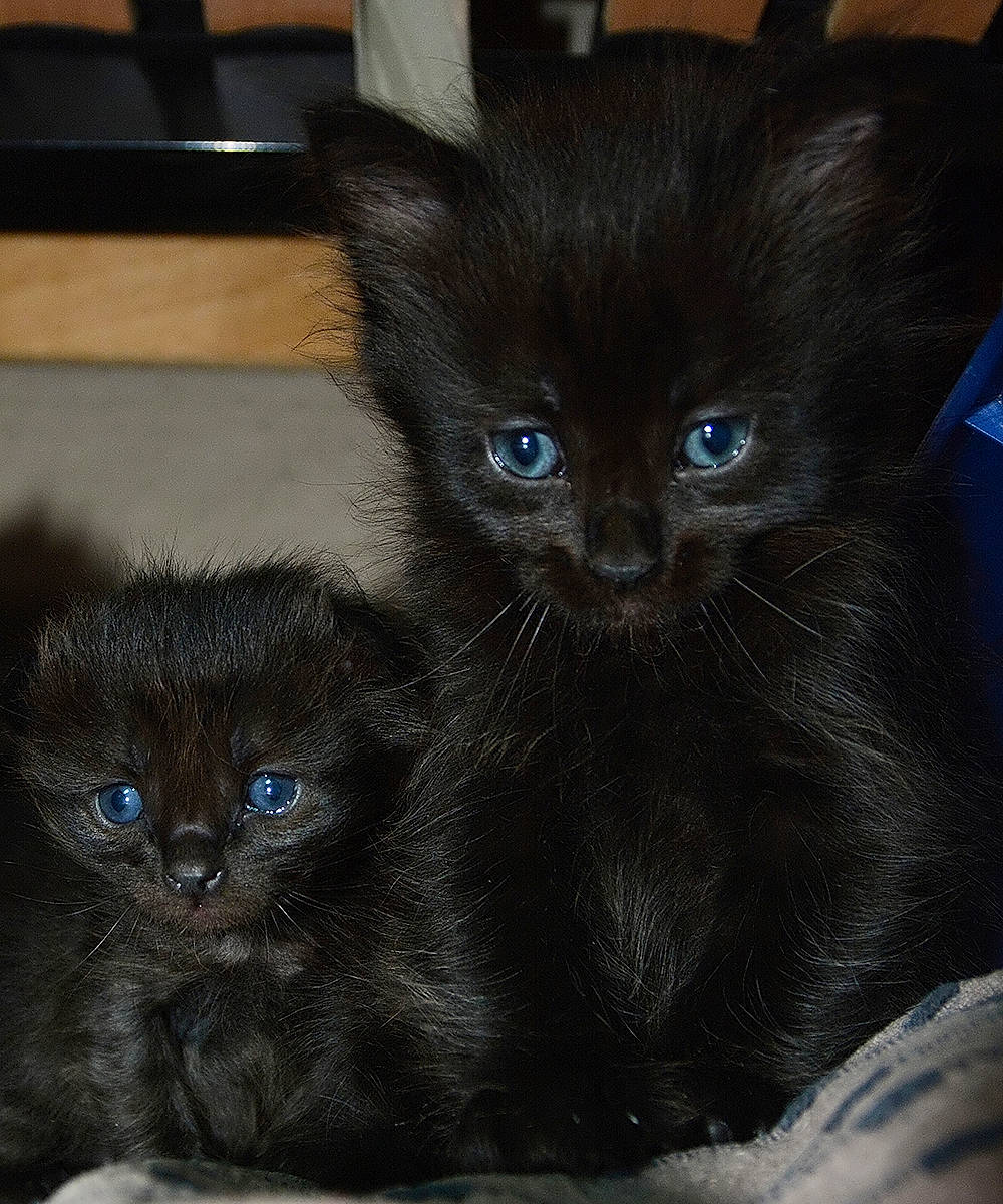 Les Jumeaux participe au concours pour gagner de l'argent avec cette photo : black_cat, bombay, carnivore, cat, cat_supply, claw, comfort, domestic_short_haired_cat, electric_blue, felidae, fur, grey, paw, small_to_medium_sized_cats, snout, tail, terrestrial_animal, whiskers, window
