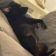 Blue is registered to the contest to win money with this photo: dog, black_dog, pet, bed, blanket, resting, indoor, cozy, relaxing, canine, sleepy, fur, animal, comfort, home, side_view, paw, snout, ear, quiet