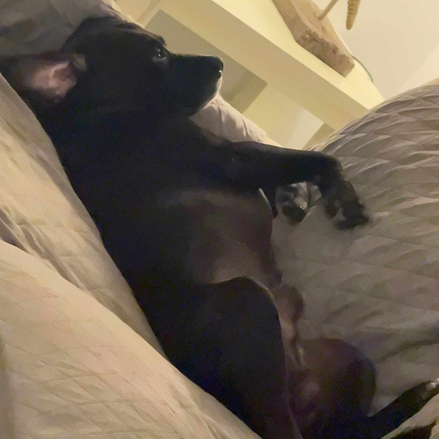 Blue is registered to the contest to win money with this photo: animal, bed, black_dog, blanket, canine, comfort, cozy, dog, ear, fur, home, indoor, paw, pet, quiet, relaxing, resting, side_view, sleepy, snout