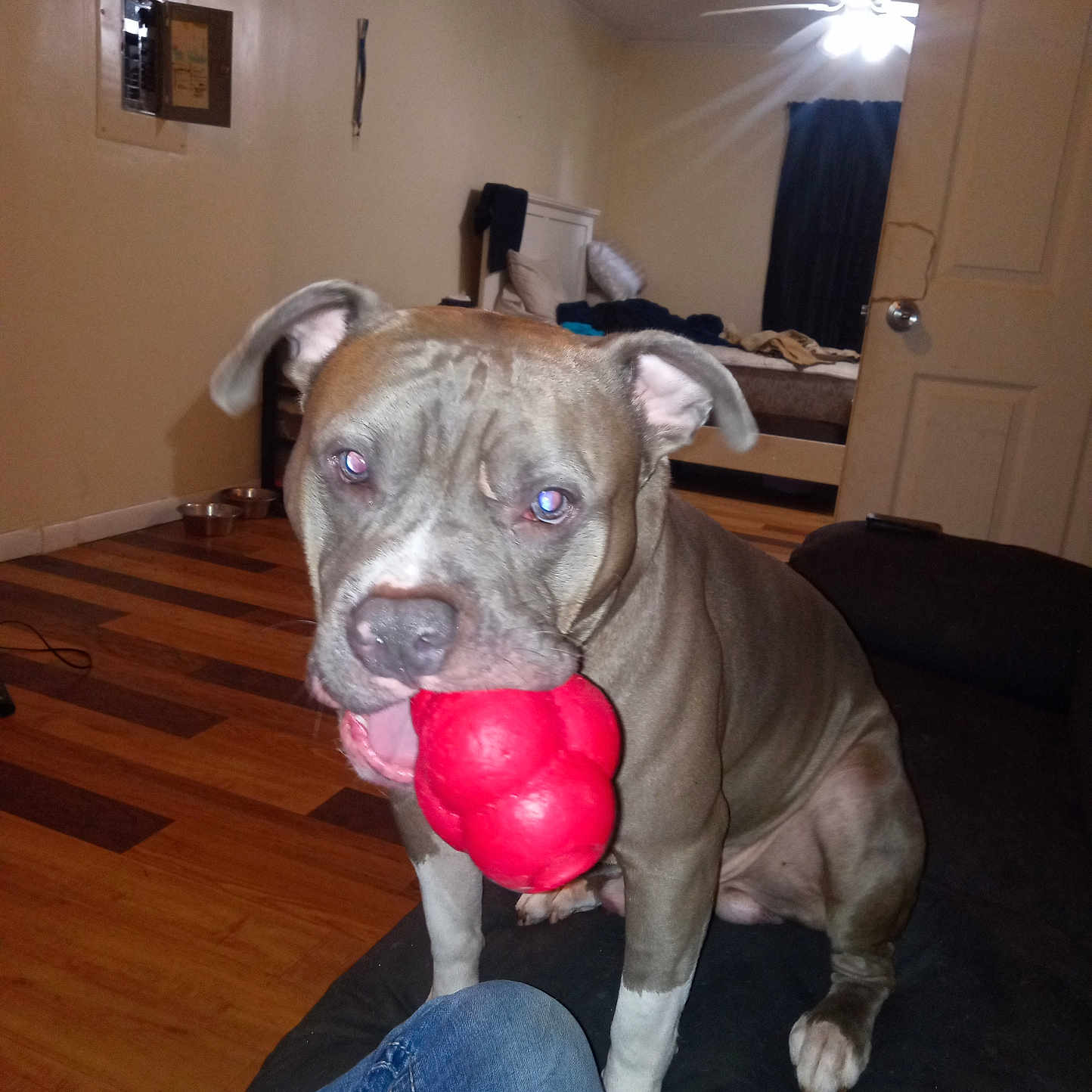 Big Baby is registered to the contest to win money with this photo: animal, architecture, baby, building, bulldog, canine, clothing, couch, dog, furniture, hardwood, indoors, interiordesign, jeans, livingroom, pants, pet, pitbull, room, wood