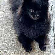 Bear joined the competition — help win amazing prizes! dog, black_dog, pomeranian, fluffy, pet, animal, canine, lying_down, outdoor, concrete, fur, small_dog, portrait, cute, alert, shadow, paws, ears, nose, eyes